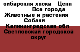 l: сибирская хаски › Цена ­ 10 000 - Все города Животные и растения » Собаки   . Калининградская обл.,Светловский городской округ 